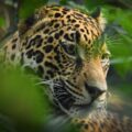 Jaguar, especie prioritaria de la Reserva de la Biosfera El Triunfo. Cortesía: FONCET A. C.