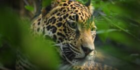 Jaguar, especie prioritaria de la Reserva de la Biosfera El Triunfo. Cortesía: FONCET A. C.