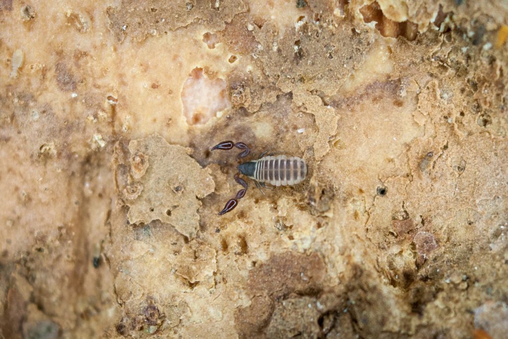 Ocosingo, el reino de los pseudoescorpiones Chiapasparalelo