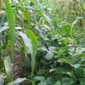Canavalia ensiformis se encuentra entre las plantas más empleadas como abono verde por las mejoras que ofrece en las propiedades del suelo. Cortesía: Carlos Uc Reyes/CONAFOR