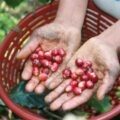 En la cosecha 2013 los productores de CESMACH obtuvieron 18 mil quintales de café, de los cuales 16 mil 500 quintales se destinaron al mercado internacional, principalmente Estados Unidos, Japón y Europa. Foto: Ángeles Mariscal/Chiapas PARALELO