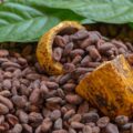 Cacao, cultivo originario del Sur de México. Foto: Cortesía