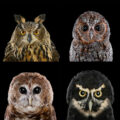 Diversidad de Strigiformes:  lechuza de campanario, búho real euroasiático, búho flamulado, búho chillón oriental, gran búho coronado, búho manchado mexicano, búho de anteojos y búho chico. Fotografías de Brad Wilson. National Audubon Society.