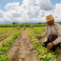 Las y los trabajadores transfronterizos operan por encima de las fronteras, no necesariamente como migrantes. – Foto: Rodale Institute