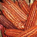 La Corte lo ratifica: prohibida la siembra comercial de maíz transgénico en México