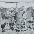 El jaguar enfrenta conflictos severos con el hombre por la cacería indiscriminada de la especie y sus presas. Cortesía: Alianza para la Conservación del Jaguar