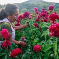 Enriqueta, la floricultora en Tixtla, su época favorita es la siembra para el Día de Muertos