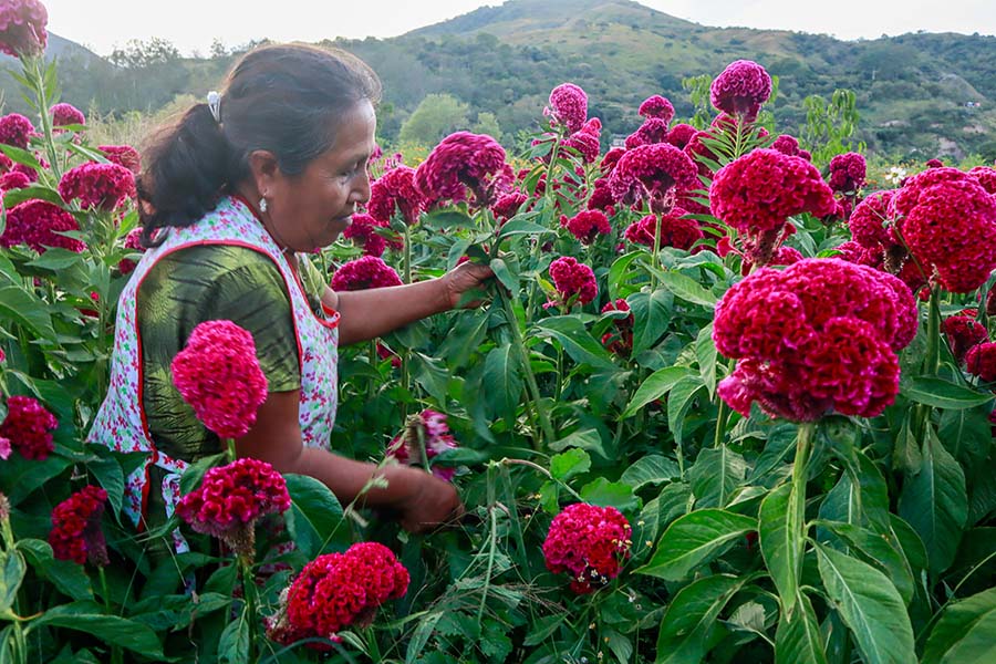 Enriqueta, la floricultora en Tixtla, su época favorita es la siembra para  el Día de Muertos | Chiapasparalelo