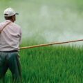 Los envenenamientos por plaguicidas en el sector agrario han aumentado dramáticamente desde hace 30 años. Imagen: Infonatural