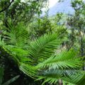 Las cícadas son un grupo de plantas que forma parte importante del patrimonio biológico de México; a su vez, constituyen un elemento expresivo de la diversidad étnica, dado que son empleadas en numerosos rituales. Foto: Lilí Martínez Domínguez y Fernando Nicolalde Morejón.