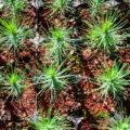 Salvar los bosques, el urgente llamado de la cumbre climática