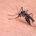 Aún se registran casos de malaria o paludismo en México. Foto: DGCS UNAM