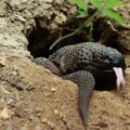 Escorpión o lagarto enchaquirado de Chiapas (Heloderma alvarezi). Cortesía: UNICACH