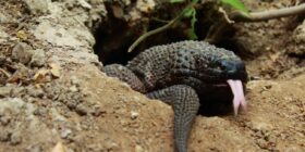 Escorpión o lagarto enchaquirado de Chiapas (Heloderma alvarezi). Cortesía: UNICACH