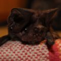 Identifican una nueva especie de murciélago. Cortesía: UNICACH 