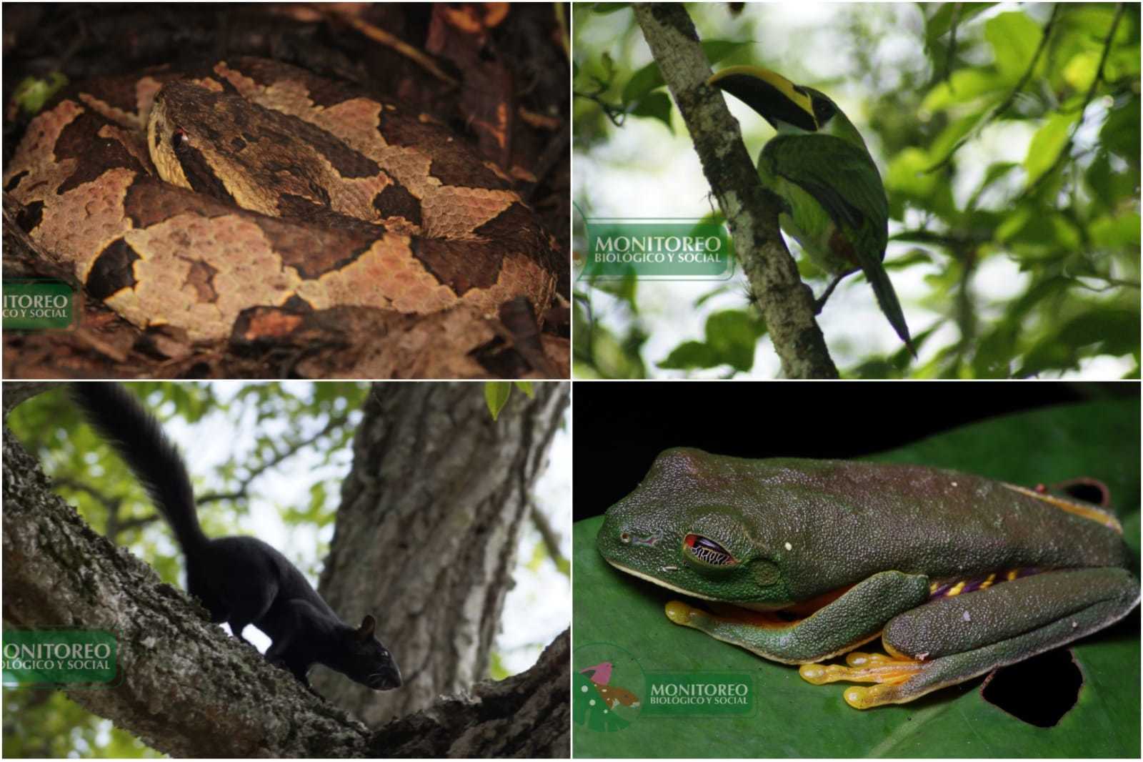 Confirman 122 especies vegetales y animales en situación de riesgo dentro de Chiapas Confirman 122 especies vegetales y animales en situación de riesgo dentro de Chiapas