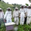 Las actividades de un apicultor oscilan entre primavera y verano, normalmente para trabajar con las abejas realizando inspecciones de control de población y extracción de la miel. Cortesía: Instituto Nacional de la Economía Social
