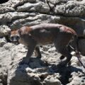 Fotografía tomada del Puma (Puma concolor) n el Monumento Natural Yaxchilan, Selva Lacandona, Chiapas. Cortesía: Silvano López Gómez