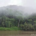 Selva Lacandona. Foto: Cortesía