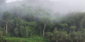 Selva Lacandona. Foto: Cortesía