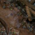 Adoptar abejas en Cancún, una esperanza para la selva maya.
Por Mongabay