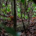 Los venados tendrán que ser llevados a otras áreas naturales protegidas de Chiapas