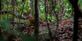 Los venados tendrán que ser llevados a otras áreas naturales protegidas de Chiapas