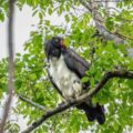 Zopilote rey, el ave divina que mejoró el manejo forestal en la selva maya.
