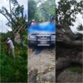 Caída de árboles provoca tres decesos y dos menores heridos de gravedad-
Foto: Cortesía