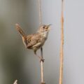 Chivirín Sabanero (Cistothorus platensis). Cortesía: Semahn