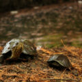 Tortuga Casquito Pardo (Kinosternon abaxillare). Foto: Víctor Moreno Avendaño.