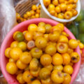 El nanche o nance es un fruto de color amarillo que se consume cuando está maduro, es de sabor agridulce y tiene un aroma fuerte.. Cortesía: Centro INAH Chiapas