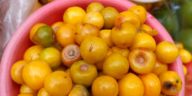 El nanche o nance es un fruto de color amarillo que se consume cuando está maduro, es de sabor agridulce y tiene un aroma fuerte.. Cortesía: Centro INAH Chiapas