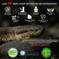 Infografía: Red para la conservación y divulgación de los reptiles venenosos de Chiapas