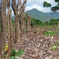 México: la agricultura regenerativa aumenta las cosechas y restaura la naturaleza.
Foto: Mongabay