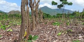 México: la agricultura regenerativa aumenta las cosechas y restaura la naturaleza.
Foto: Mongabay