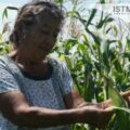 El maíz es vida: Campesinas zapotecas hablan del amor por el campo y la desigualdad por ser mujeres.
Foto: Diana Manzo