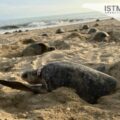Santuario de tortugas “Playa de Escobilla”, una lucha de conservación comunitaria.
Foto: Istmo Press