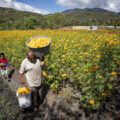 Este Día de Muerto consume cempasúchil mexicano, te decimos como identificarlo.
Foto: Amapola