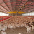 Detectan influenza Aviar AH5N1 en granja de Juárez Las aves de mayor consumo son los pollos y las gallinas. Cortesía: Sader
