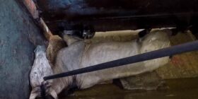 Se usan arreadores eléctricos en los caballos, aunque la norma que regula la matanza lo prohíbe. Cortesía: Igualdad Animal.