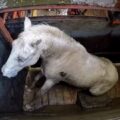Los caballos se encuentran en malas condiciones, apenas pueden mantenerse de pie. Cortesía: Igualdad Animal.
