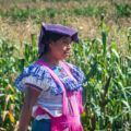 Nueva reforma constitucional es insuficiente para proteger el maíz nativo Mujer de Amatenango del Valle recogiendo maíz. Cortesía: Llénate de Chiapas
