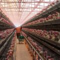 La vacunación tiene lugar en aves de postura, progenitoras y reproductoras de Jalisco, Yucatán, Coahuila, Sonora, Durango, Nayarit y Nuevo León. Cortesía: SADER