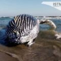Pescadores en Oaxaca hallan sin vida a ballena azul
Foto: Istmo Press