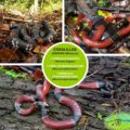 Los elápidos de Chiapas
Infografía: Red para la Conservación y Divulgación de los Reptiles Venenosos de Chiapas. 