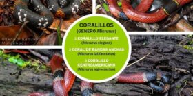 Los elápidos de Chiapas
Infografía: Red para la Conservación y Divulgación de los Reptiles Venenosos de Chiapas. 