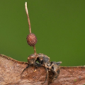 Hormiga con Cordyceps. Fuente: https://educaina.com/insectos-zombis-infeccion-hongo-cordyceps/
