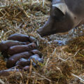 La crianza de cerdos de traspatio bordea la extinción por la proliferación de mega granjas. Foto Robin Canul / Greenpeace