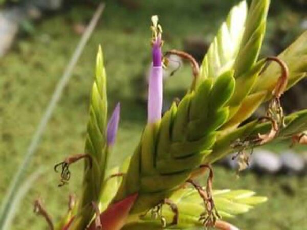 Orquideario y Jardín Botánico Comitán incrementa colecciones de bromelias |  Chiapasparalelo
